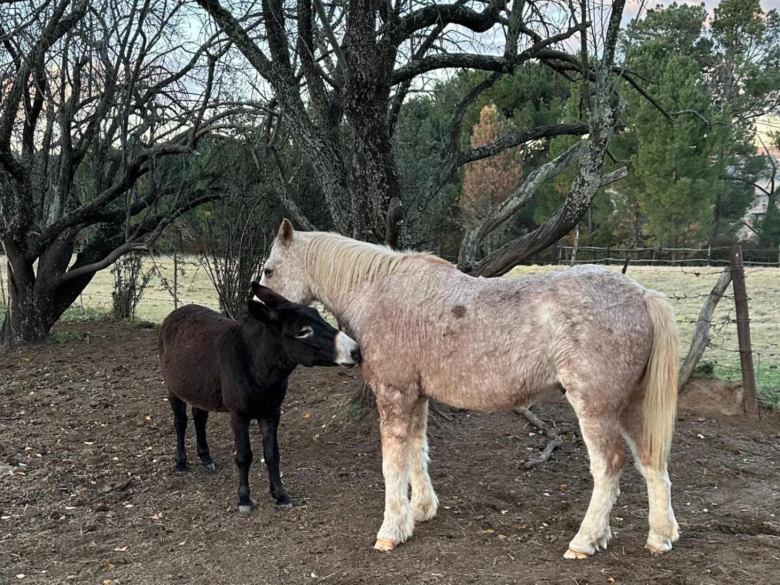 Rusplaas Guest Farm Otel Fouriesburg Dış mekan fotoğraf